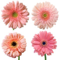 Gerbera - Light Pink (5 Stems) - Laflora.ae