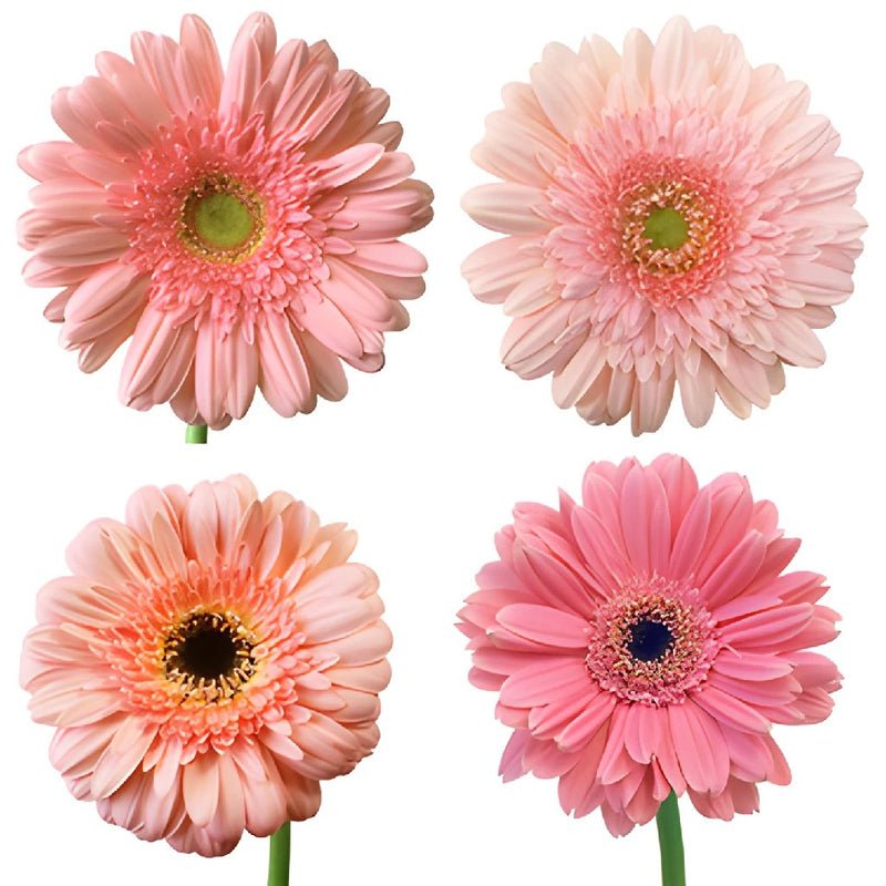 Gerbera - Light Pink (5 Stems) - Laflora.ae