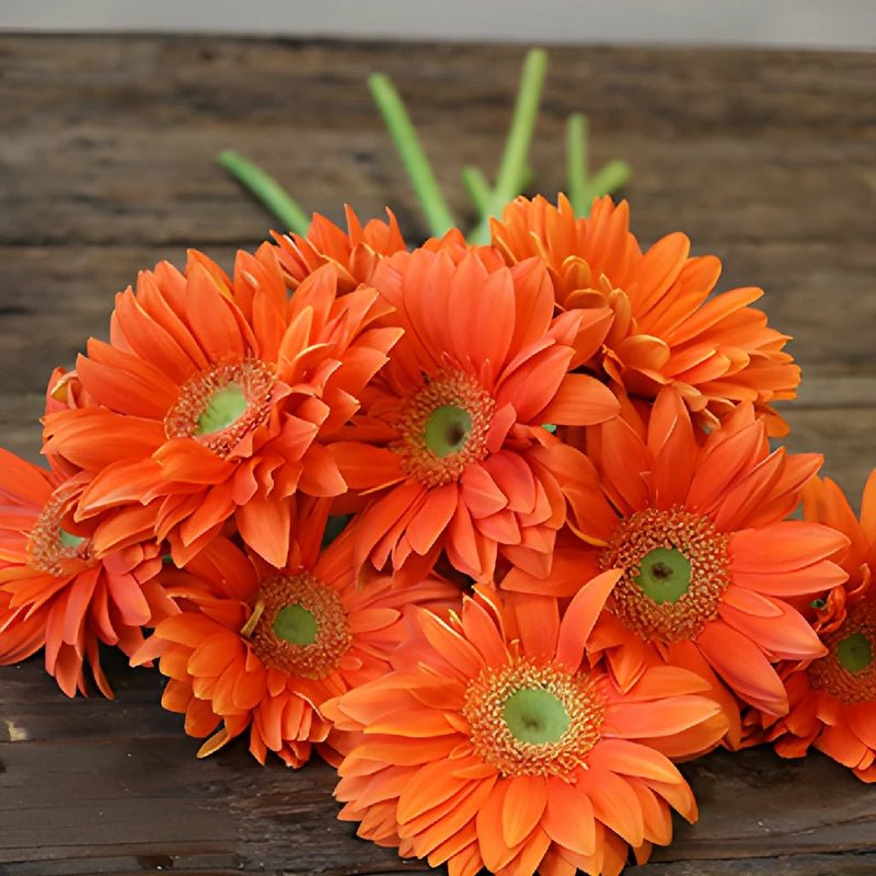 Gerbera - Pumpkin Orange (5 Stems) - Laflora.ae