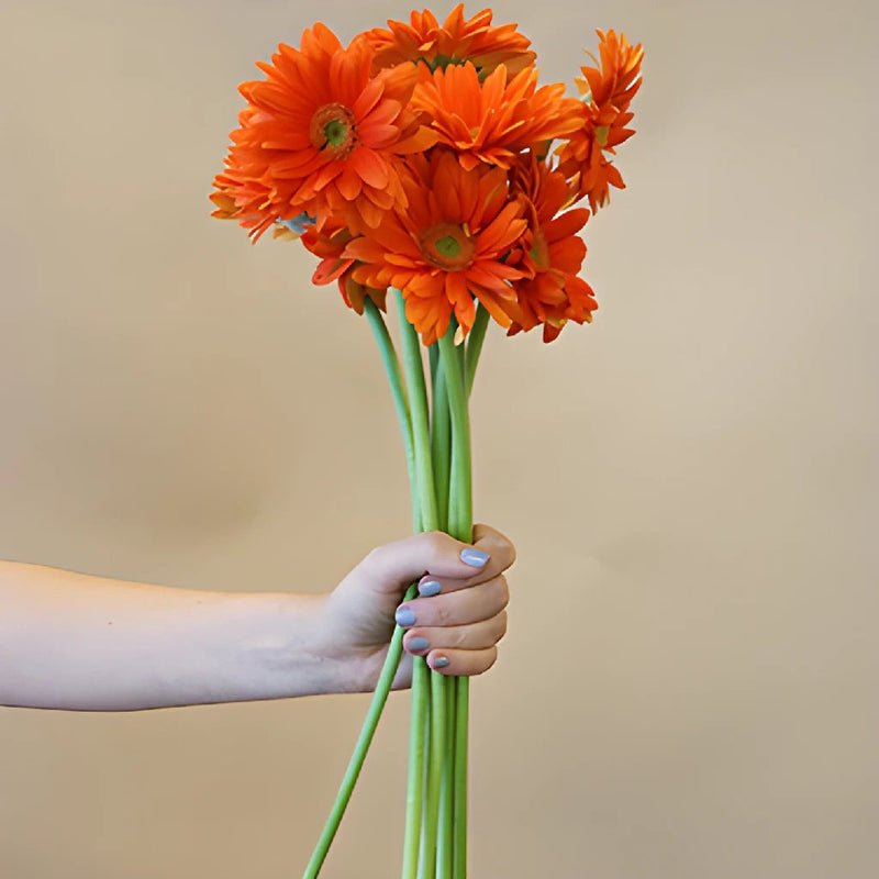 Gerbera - Pumpkin Orange (5 Stems) - Laflora.ae