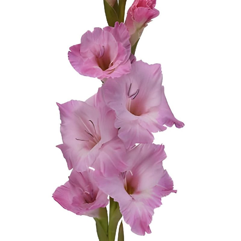 Gladiolus - Pink Lavender (10 Stems) - Laflora.ae