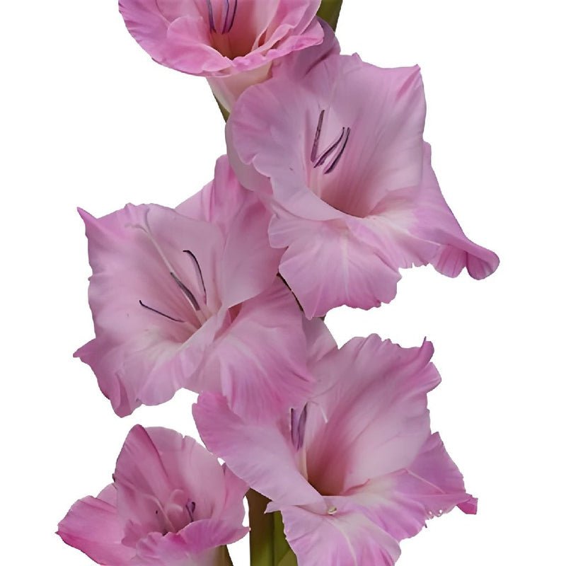 Gladiolus - Pink Lavender (10 Stems) - Laflora.ae