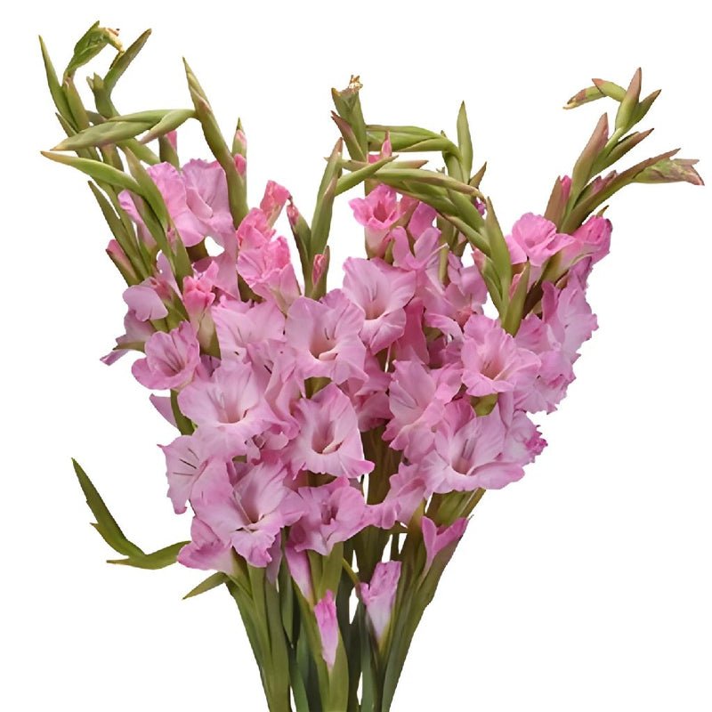 Gladiolus - Pink Lavender (10 Stems) - Laflora.ae
