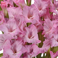 Gladiolus - Pink Lavender (10 Stems) - Laflora.ae