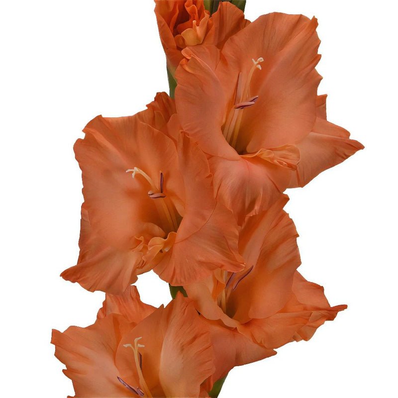 Gladiolus - Orange Peach (10 Stems) - Laflora.ae