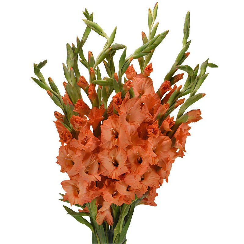 Gladiolus - Orange Peach (10 Stems) - Laflora.ae