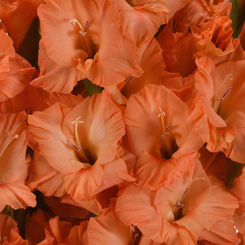 Gladiolus - Orange Peach (10 Stems) - Laflora.ae