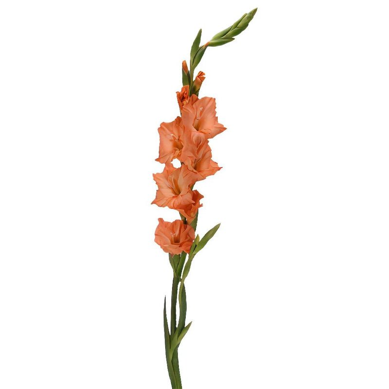 Gladiolus - Orange Peach (10 Stems) - Laflora.ae