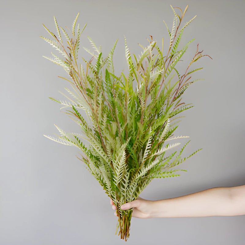 Grevillea - Fresh (10 Stems) - Laflora.ae