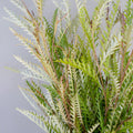Grevillea - Fresh (10 Stems) - Laflora.ae