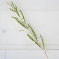 Grevillea - Fresh (10 Stems) - Laflora.ae