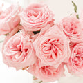Garden Rose - Pink Ohara - Laflora.ae