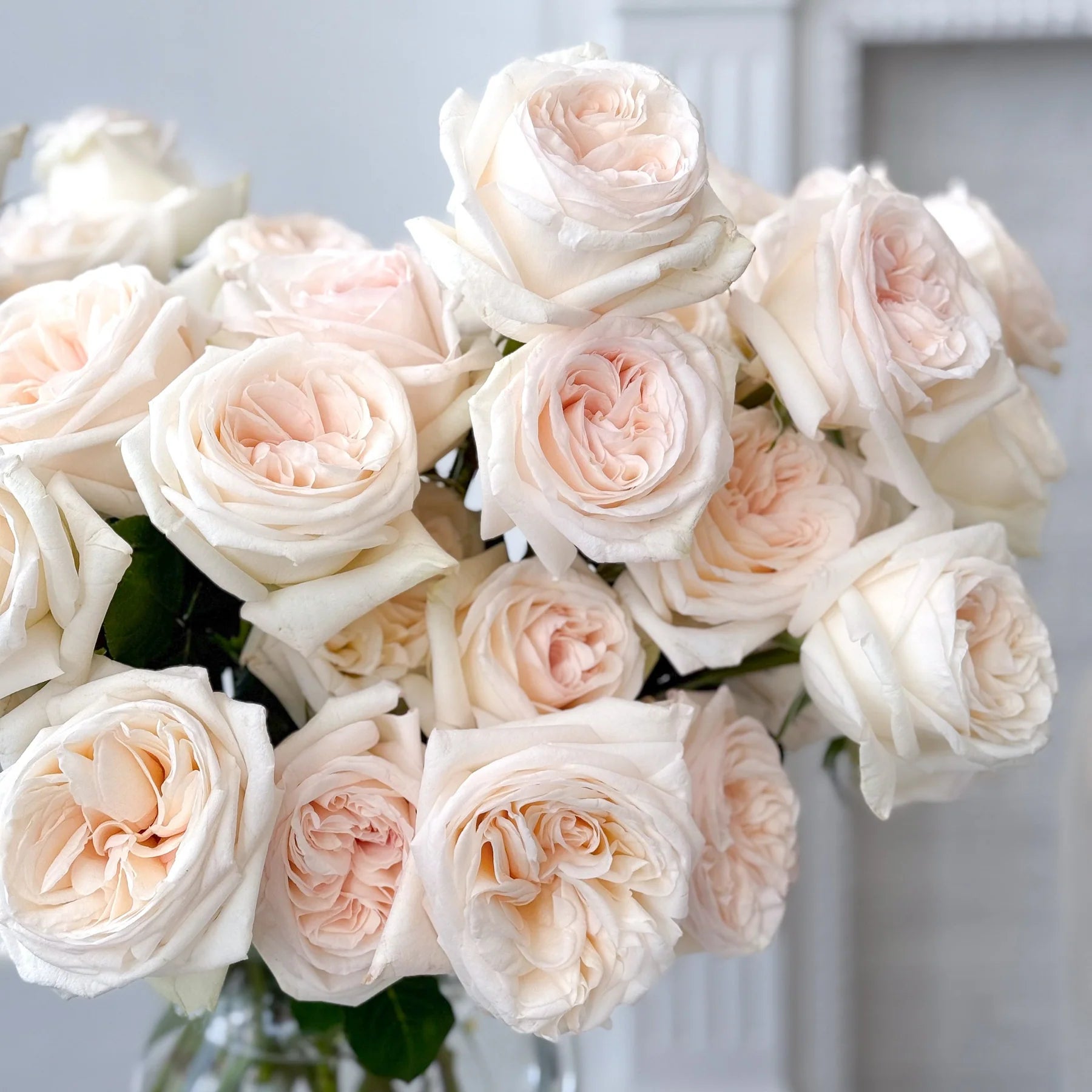 Garden Rose - White Ohara - Laflora.ae