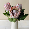 Protea - King (2 Stem) - Laflora.ae