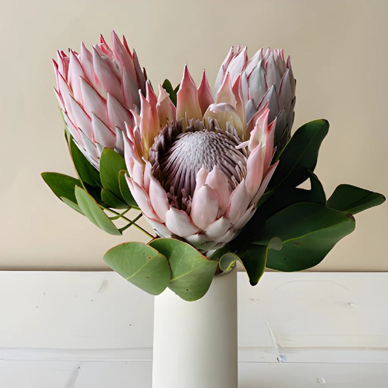 Protea - King (2 Stem) - Laflora.ae