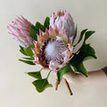 Protea - King (2 Stem) - Laflora.ae