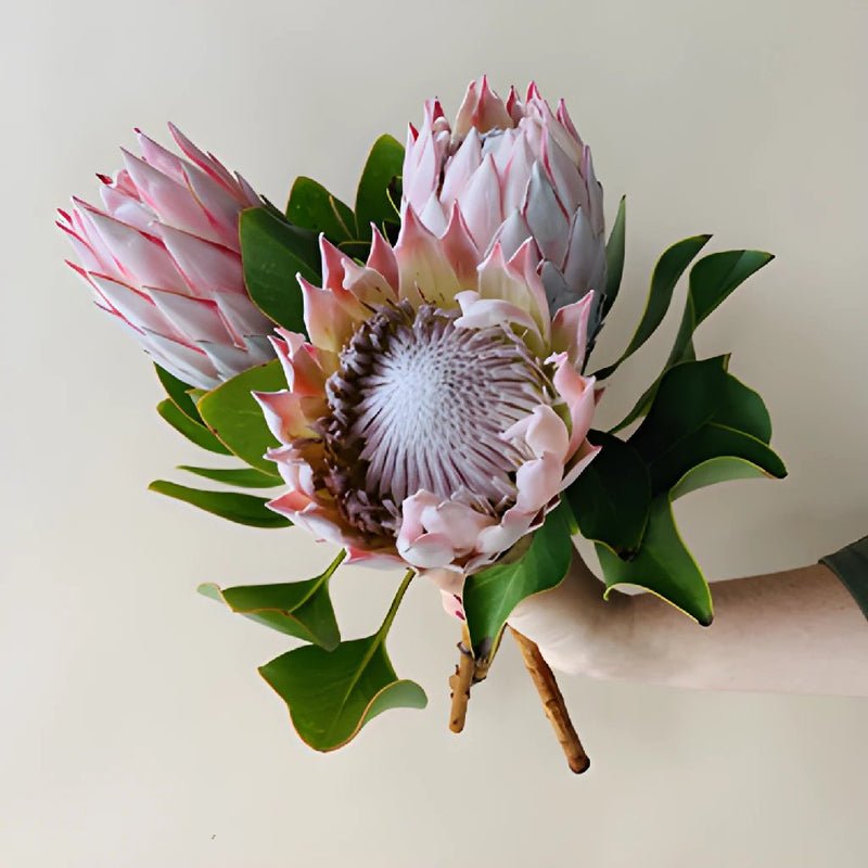 Protea - King (2 Stem) - Laflora.ae