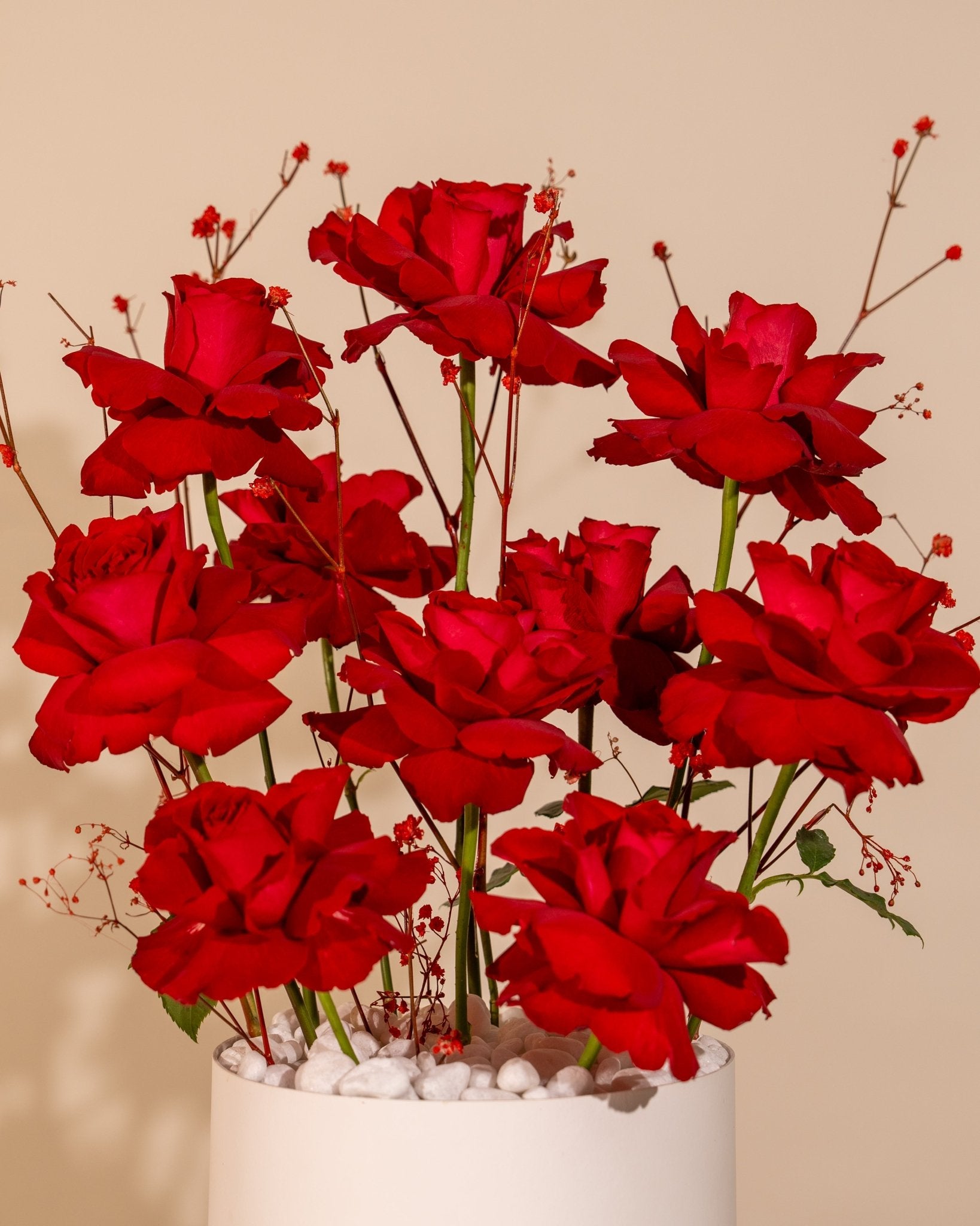 Rosette Whisper - Laflora.ae