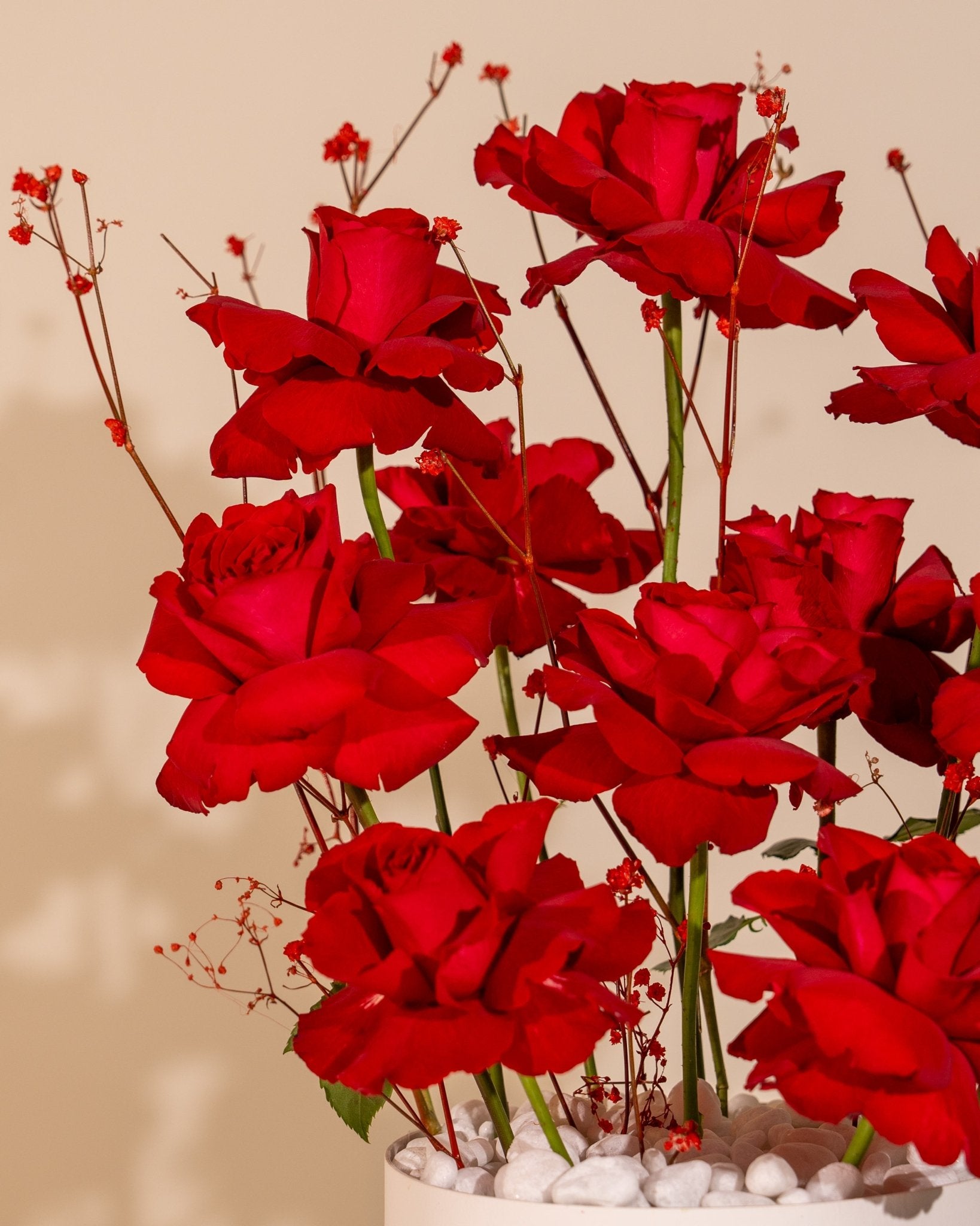 Rosette Whisper - Laflora.ae