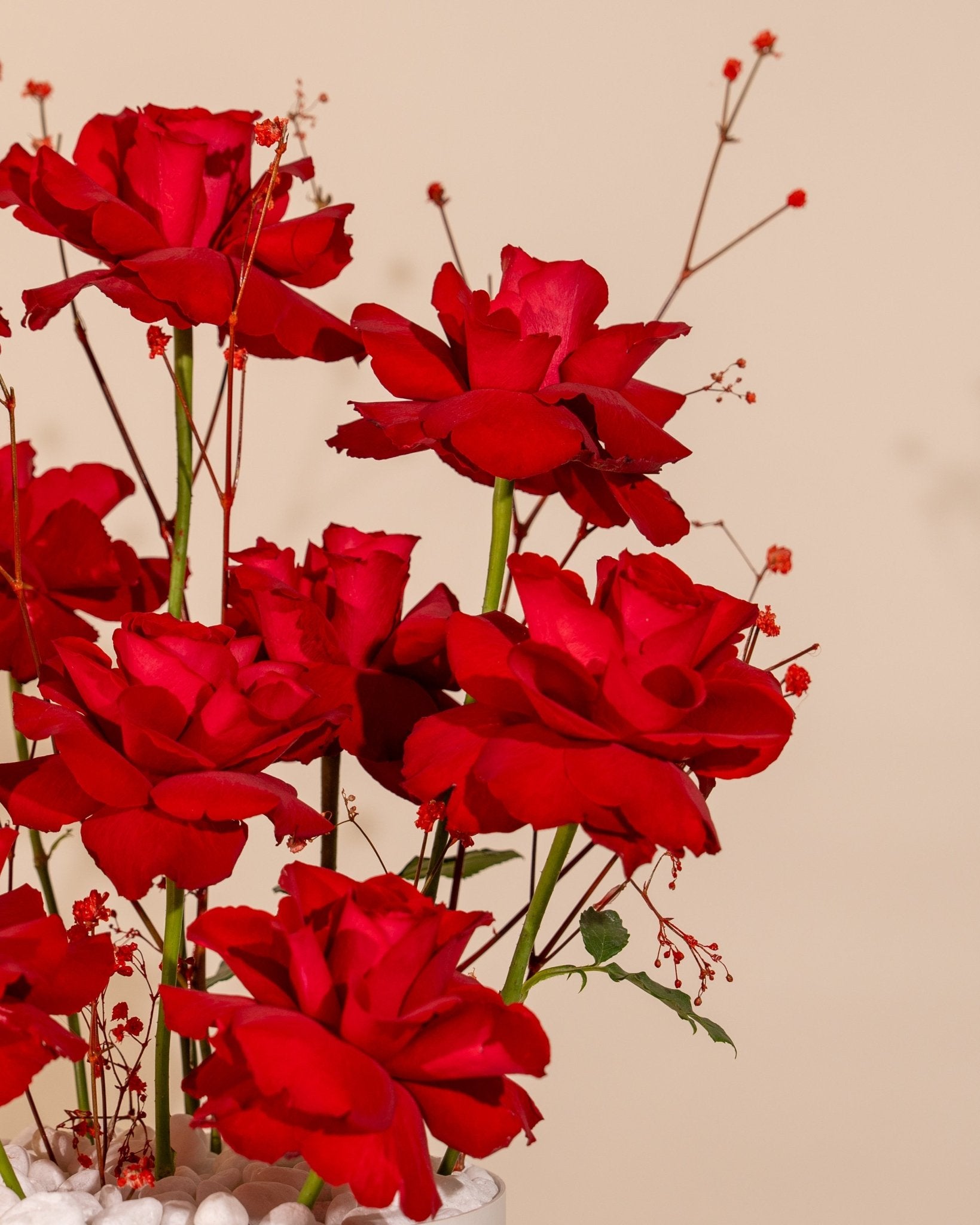 Rosette Whisper - Laflora.ae