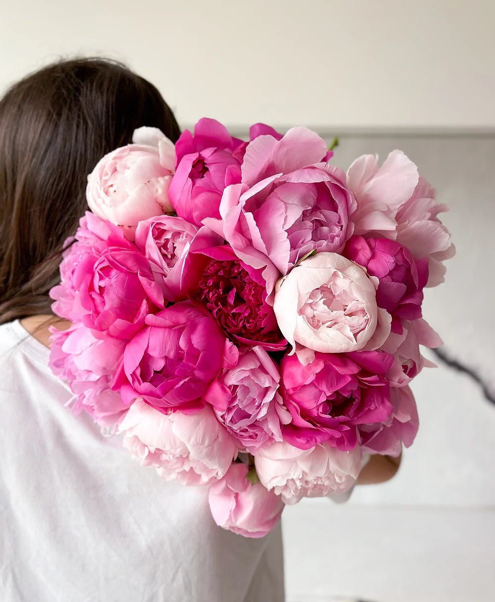 Pink Peonies Mix - Laflora.ae