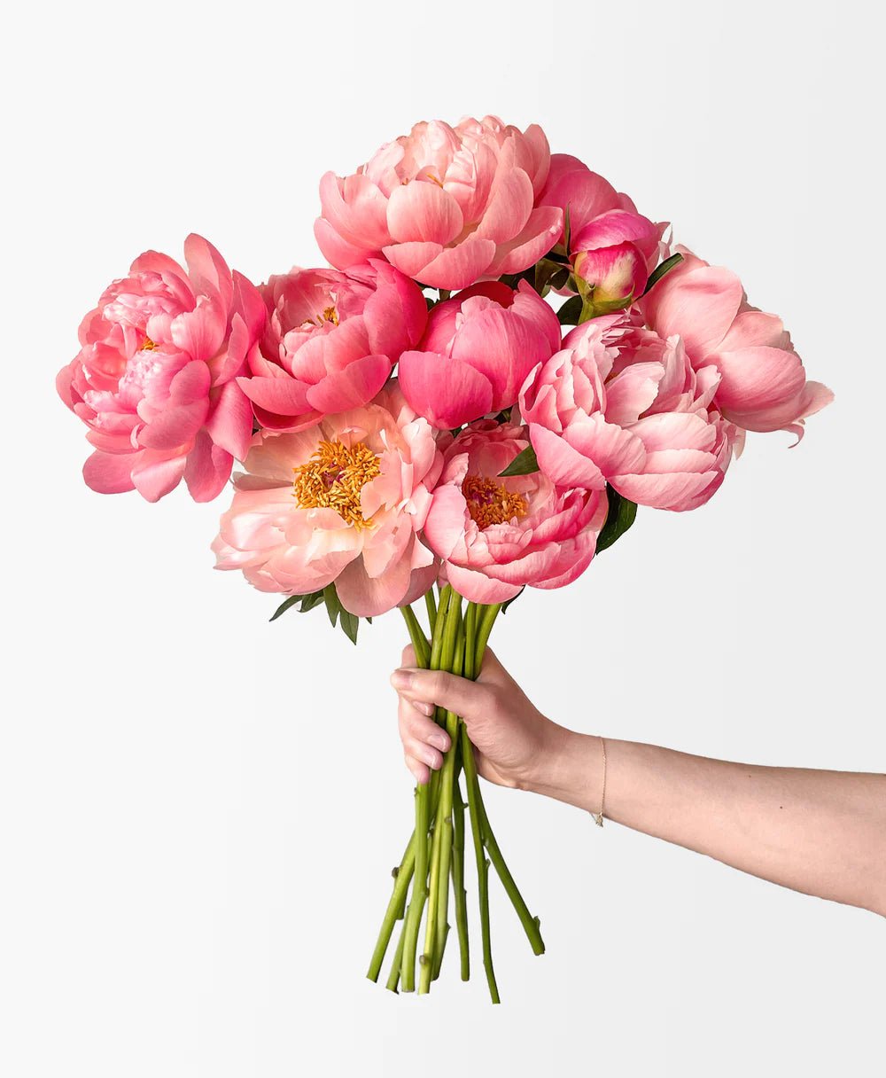 Coral Flamingo Peonies - Laflora.ae