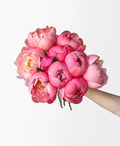 Coral Flamingo Peonies - Laflora.ae