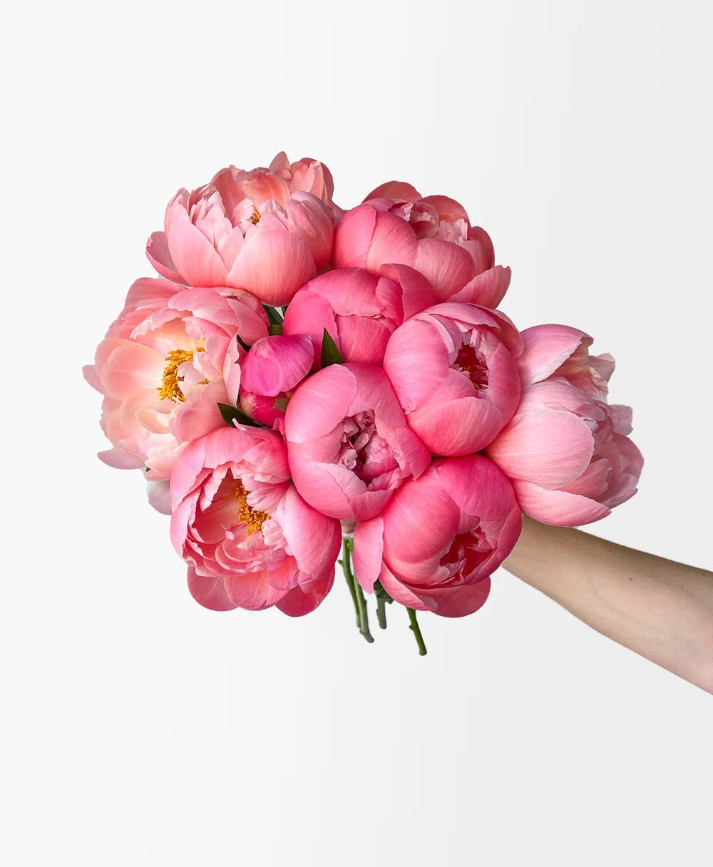 Coral Flamingo Peonies - Laflora.ae