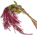 Amaranthus - Red Hanging - Laflora.ae