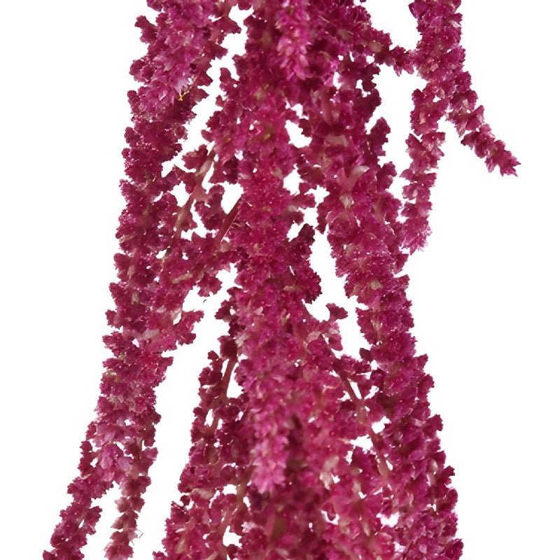 Amaranthus - Red Hanging - Laflora.ae