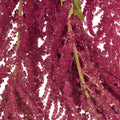 Amaranthus - Red Hanging - Laflora.ae