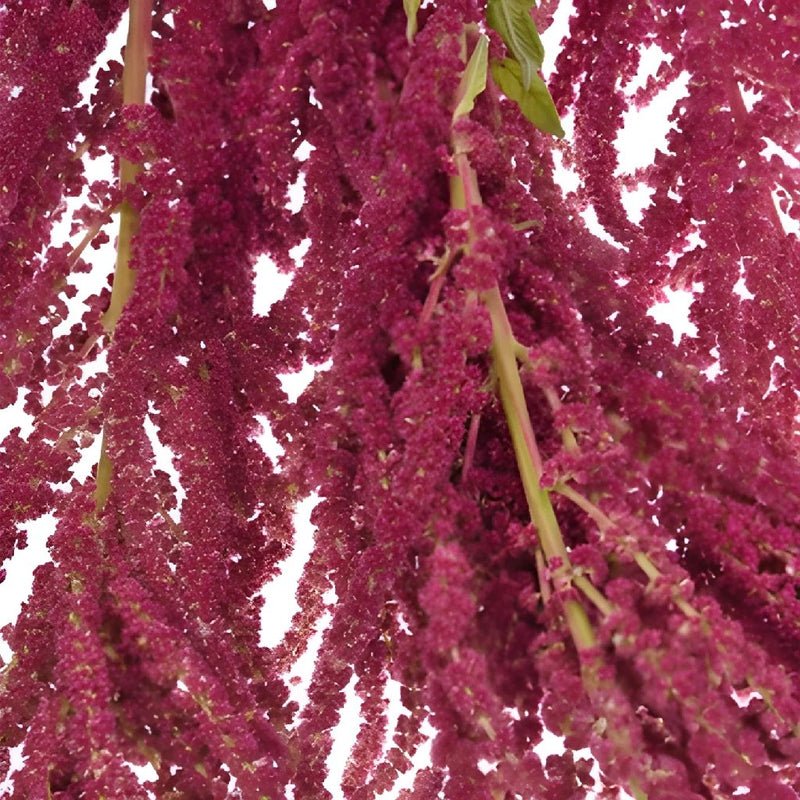 Amaranthus - Red Hanging - Laflora.ae