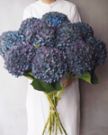 Aubergine Hydrangea - Premium - Laflora.ae