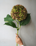 Hydrangea - Royal Palace ( 5 stems ) - Laflora.ae