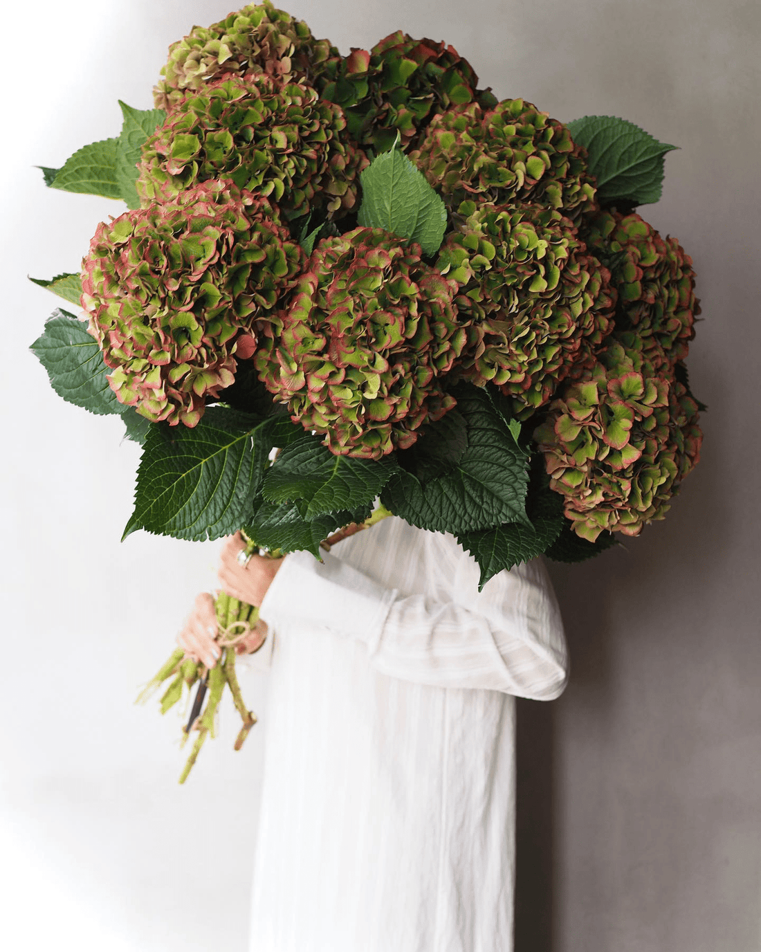 Hydrangea - Royal Palace ( 5 stems ) - Laflora.ae