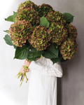 Hydrangea - Royal Palace ( 5 stems ) - Laflora.ae