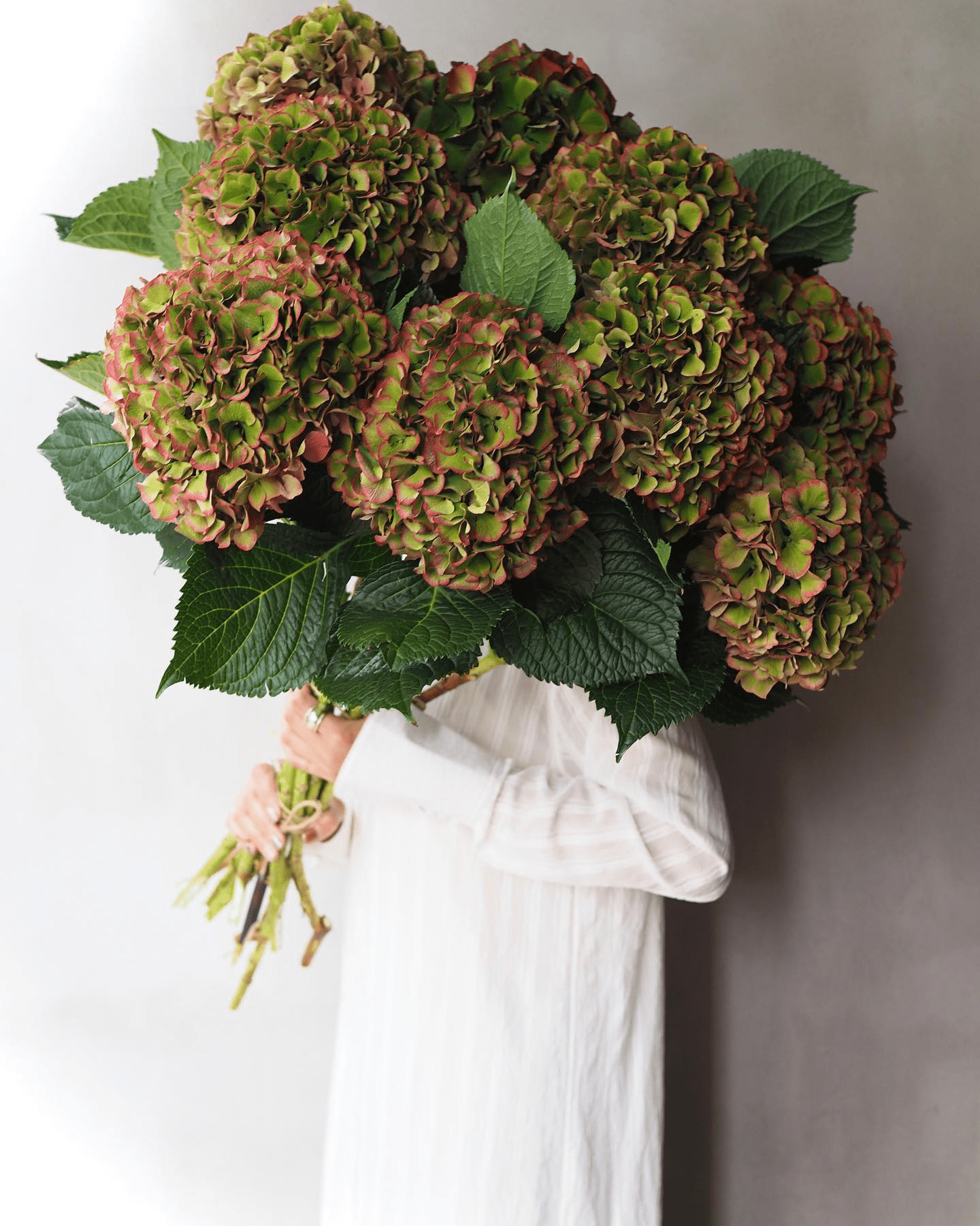 Hydrangea - Royal Palace ( 5 stems ) - Laflora.ae
