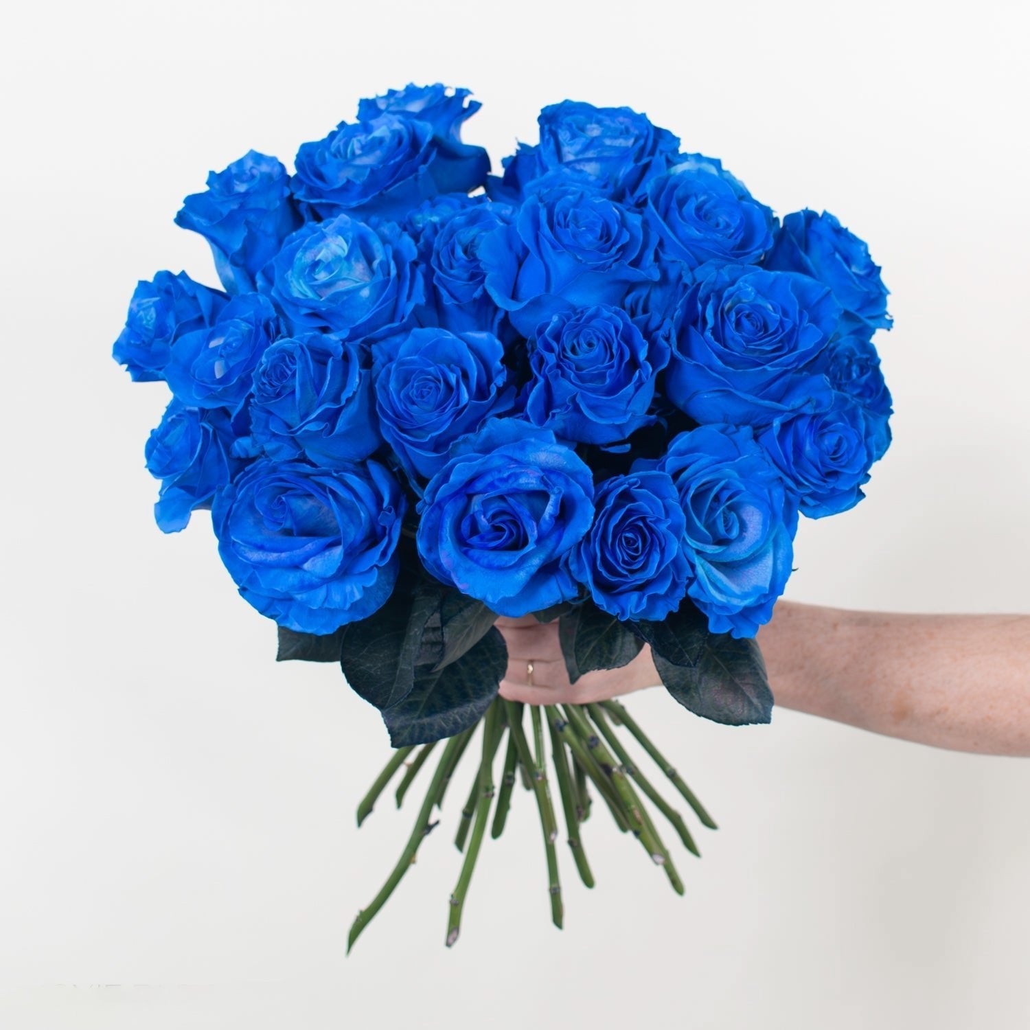 Rose - Blue Tinted (25 Stems) - Laflora.ae