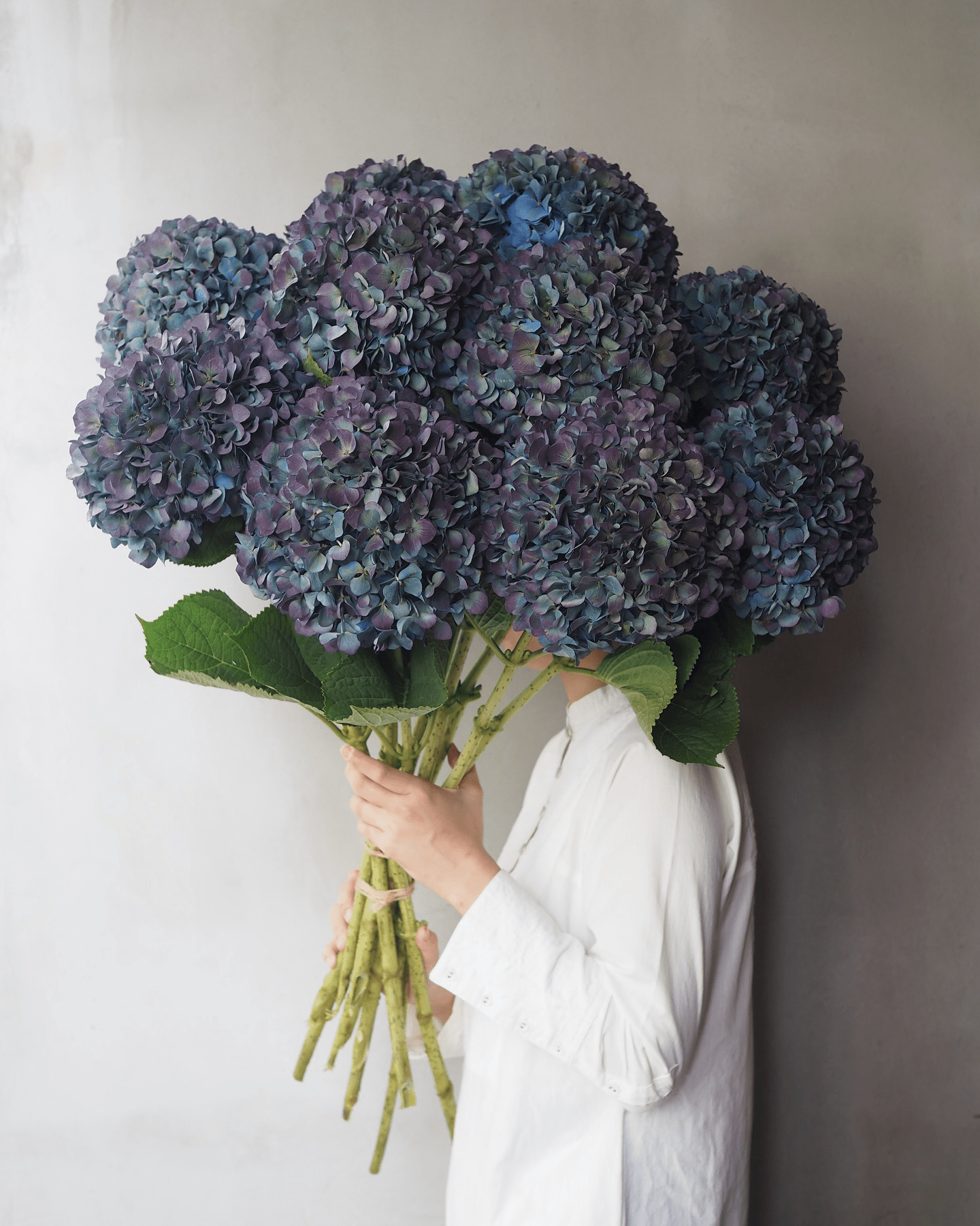 Aubergine Hydrangea - Premium - Laflora.ae