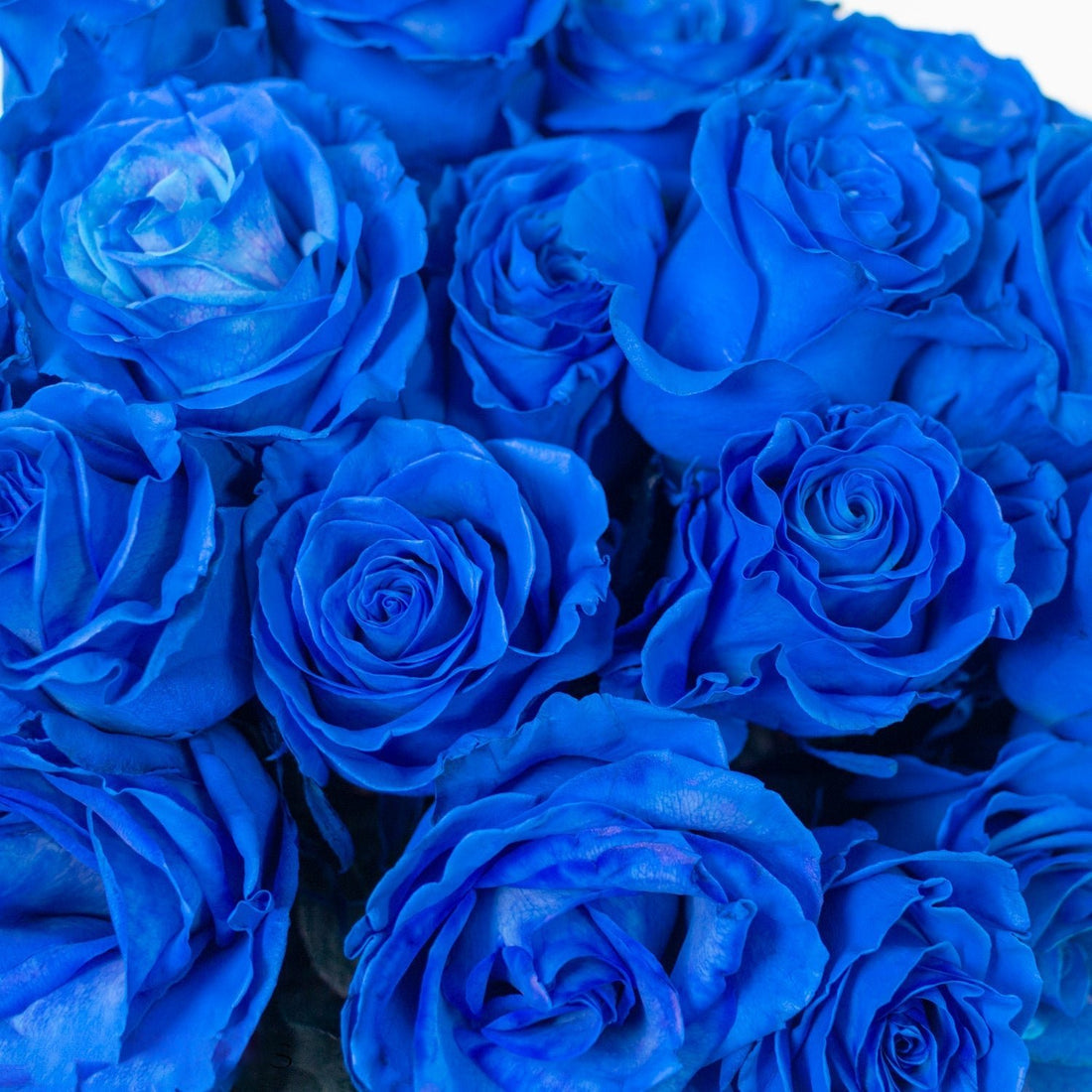 Rose - Blue Tinted (25 Stems) - Laflora.ae