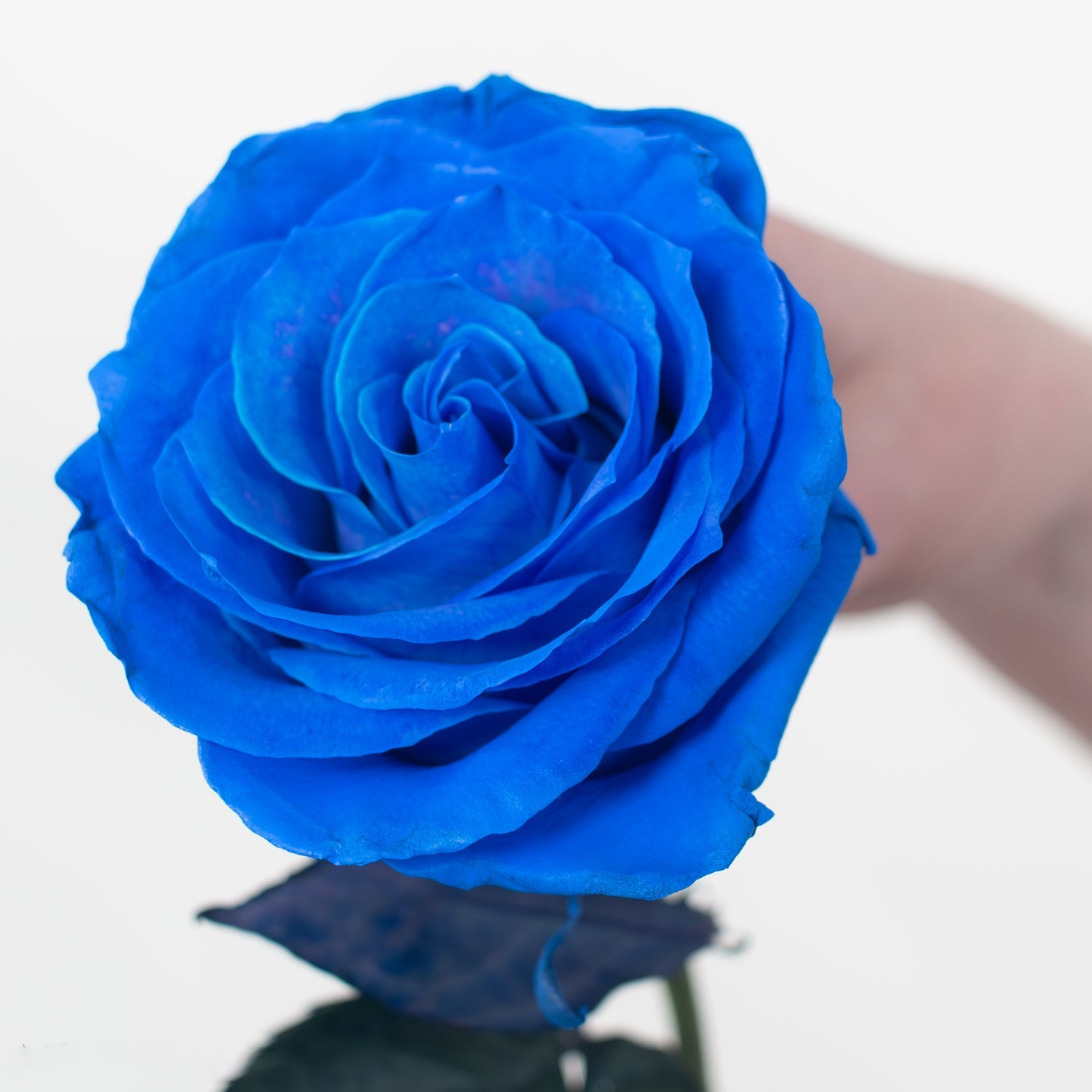 Rose - Blue Tinted (25 Stems) - Laflora.ae