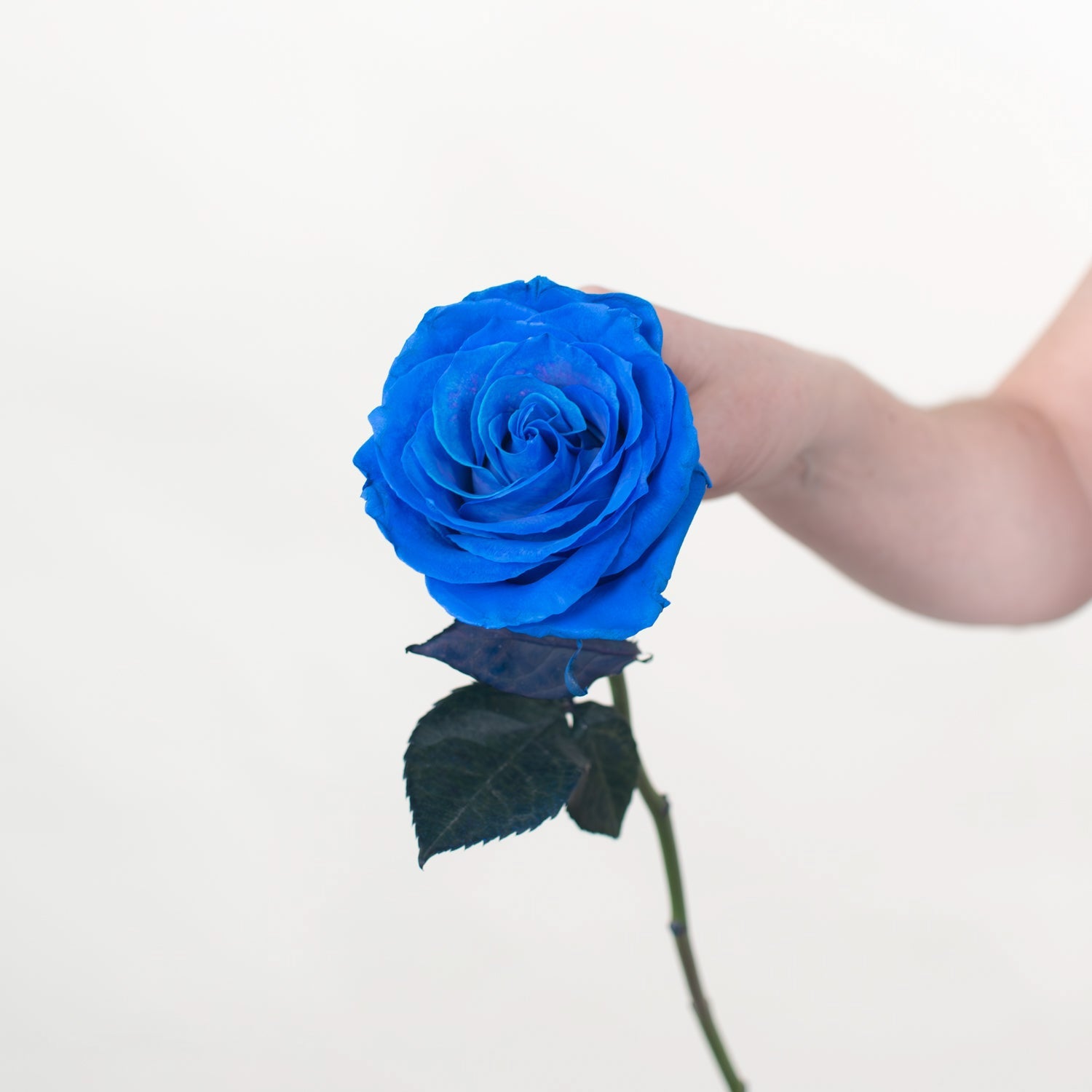 Rose - Blue Tinted (25 Stems) - Laflora.ae