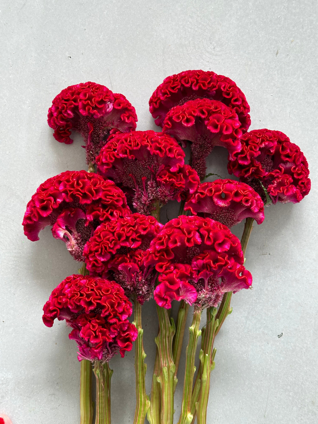 Celosia - Dark Red (5 Stems) - Laflora.ae