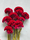 Celosia - Dark Red (5 Stems) - Laflora.ae
