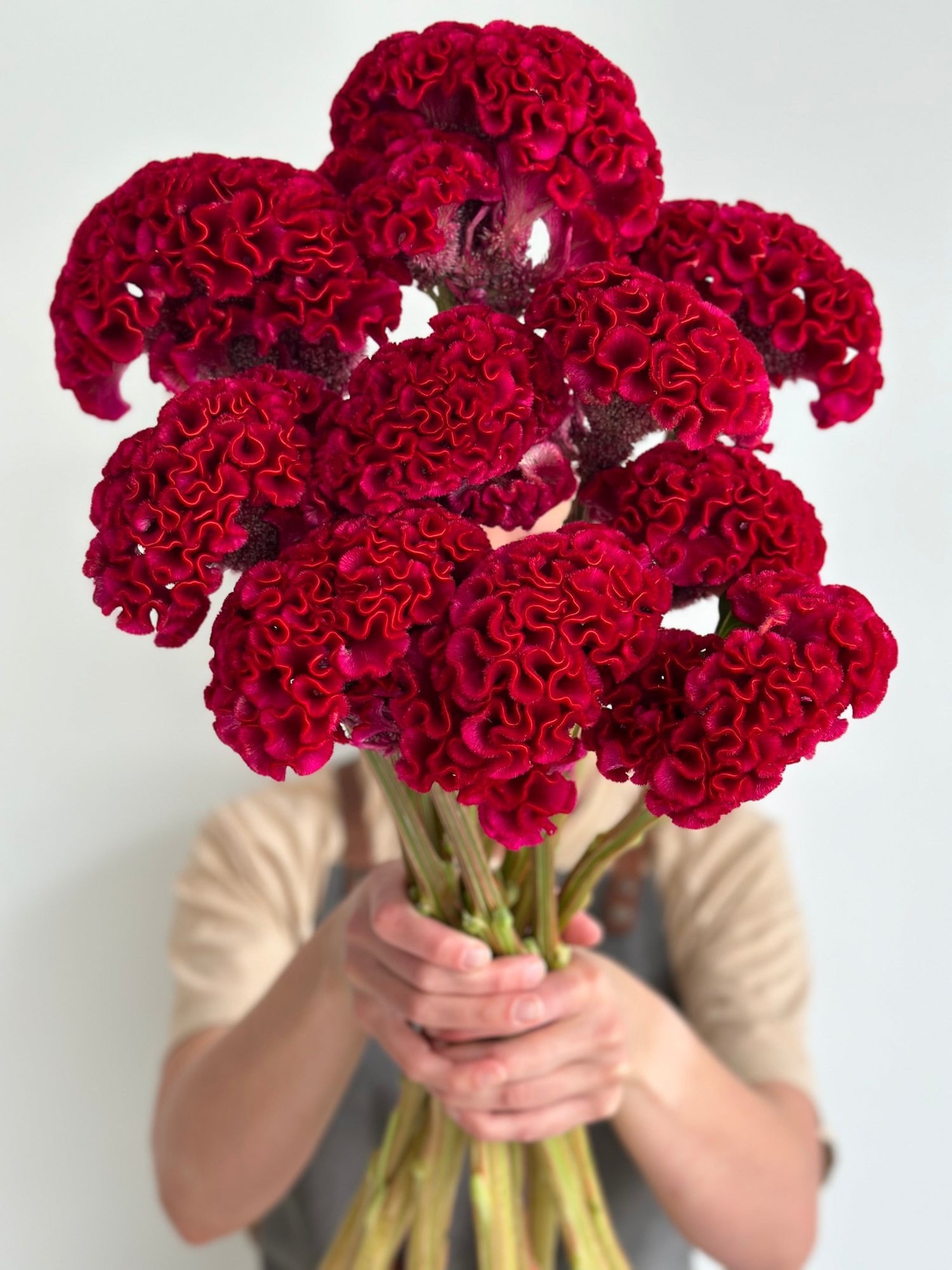 Celosia - Dark Red (5 Stems) - Laflora.ae