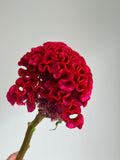 Celosia - Dark Red (5 Stems) - Laflora.ae