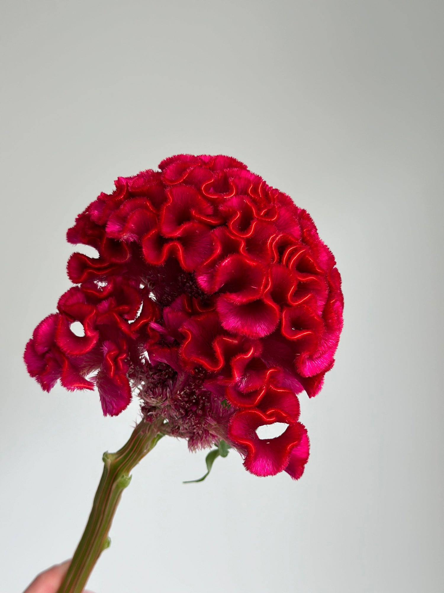 Celosia - Dark Red (5 Stems) - Laflora.ae