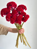 Celosia - Dark Red (5 Stems) - Laflora.ae