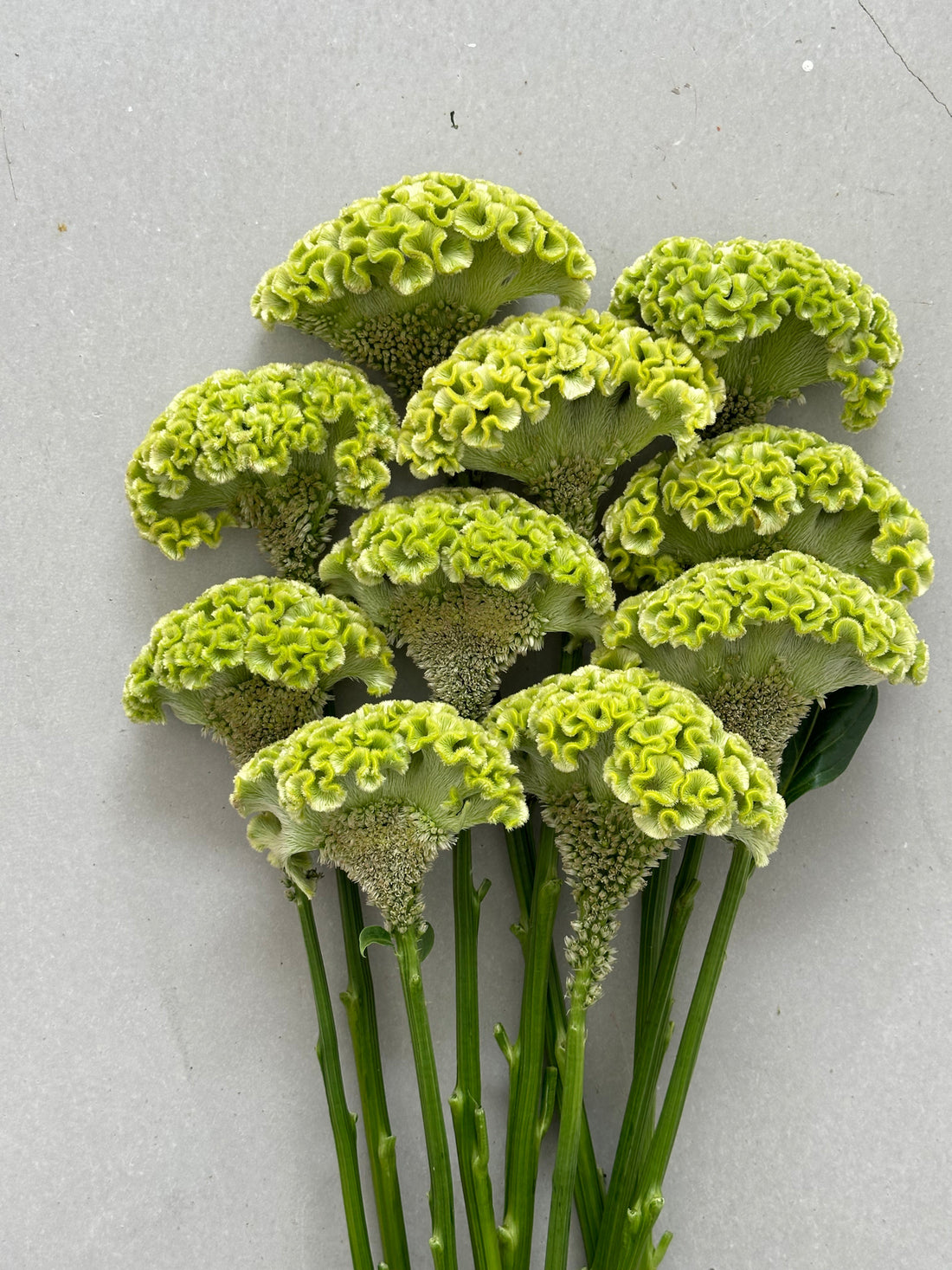 Celosia - Green (5 Stems) - Laflora.ae