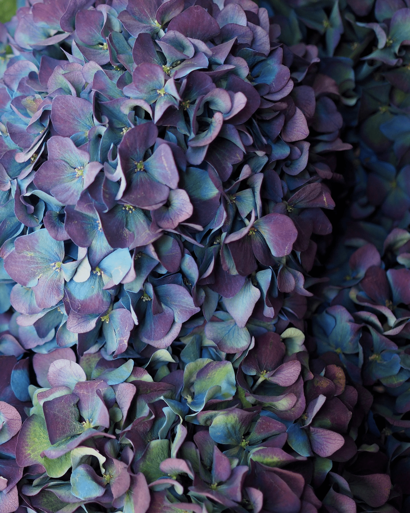 Aubergine Hydrangea - Premium - Laflora.ae